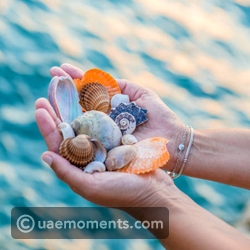 Seashell Collection