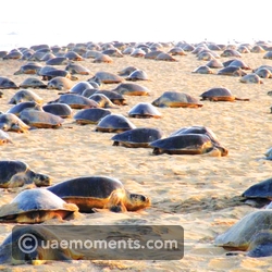 Olive Ridley Turtle Nesting