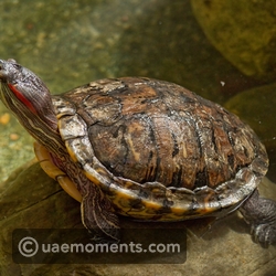 Red Eared Slider