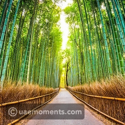 Arashiyama Bamboo Forest